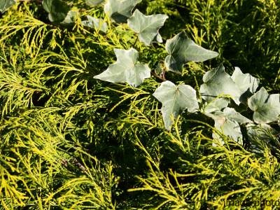 植栽｜パークシティ武蔵小杉ザ・ガーデンタワーズ