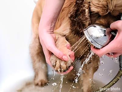 ペット足洗い場｜パークシティ武蔵小杉ザ・ガーデンタワーズ