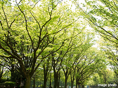 樹木｜パークシティ武蔵小杉ザ・ガーデンタワーズ