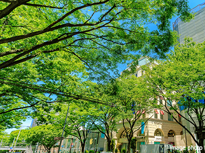 ケヤキ並木｜パークシティ武蔵小杉ザ・ガーデンタワーズ