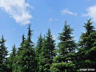 ヒマラヤスギ｜パークシティ武蔵小杉ザ・ガーデンタワーズ