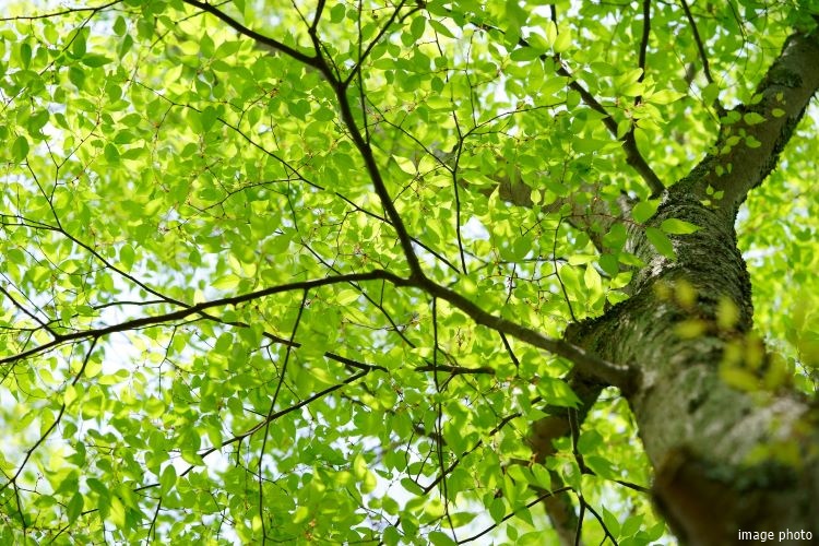 大樹｜パークシティ武蔵小杉ザ・ガーデンタワーズ