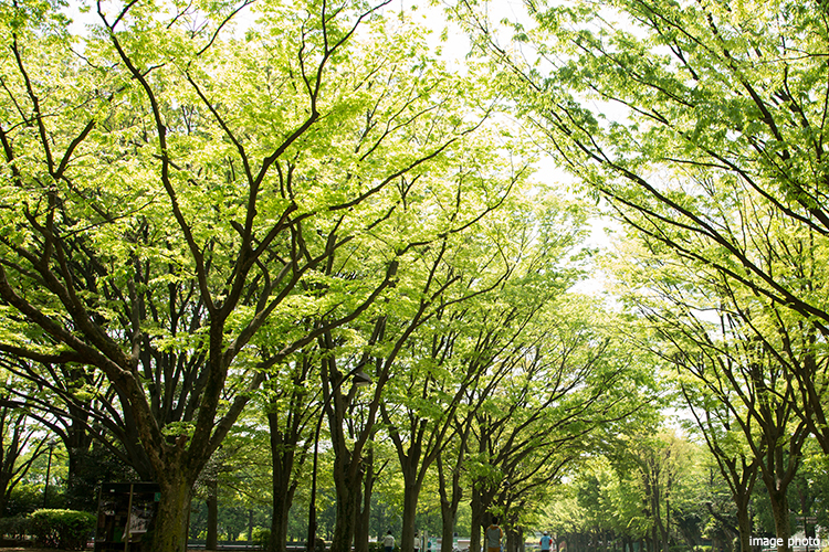 街路樹｜パークシティ武蔵小杉ザ・ガーデンタワーズ