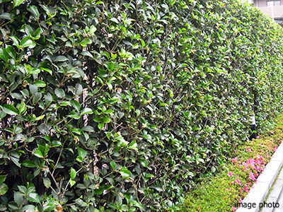 壁面緑化｜パークシティ武蔵小杉ザ・ガーデンタワーズ