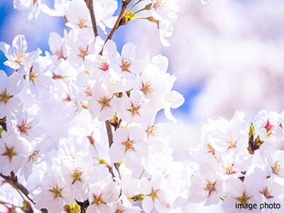 桜並木｜パークシティ武蔵小杉ザ・ガーデンタワーズ
