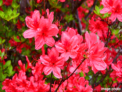 ツツジ｜パークシティ武蔵小杉ザ・ガーデンタワーズ