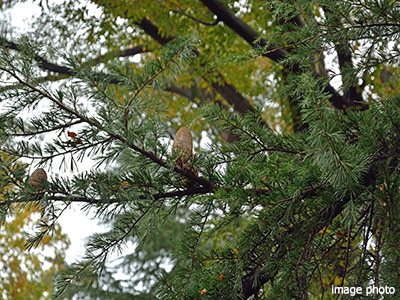 ヒマラヤスギ｜パークシティ武蔵小杉ザ・ガーデンタワーズ