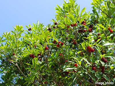 ヤマモモ｜パークシティ武蔵小杉ザ・ガーデンタワーズ