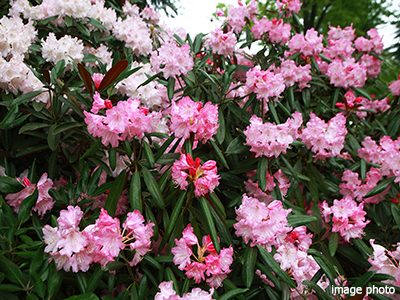 シャクナゲ｜パークシティ武蔵小杉ザ・ガーデンタワーズ