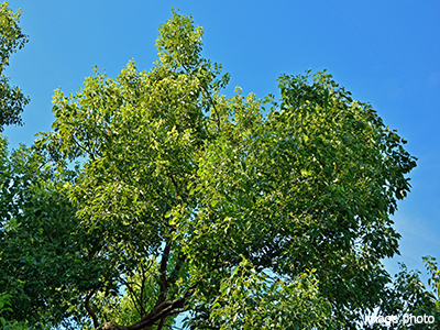 ケヤキアベニュー｜パークシティ武蔵小杉ザ・ガーデンタワーズ