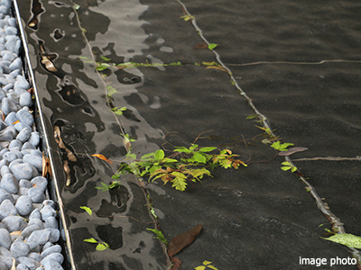 水盤｜パークシティ武蔵小杉ザ・ガーデンタワーズ